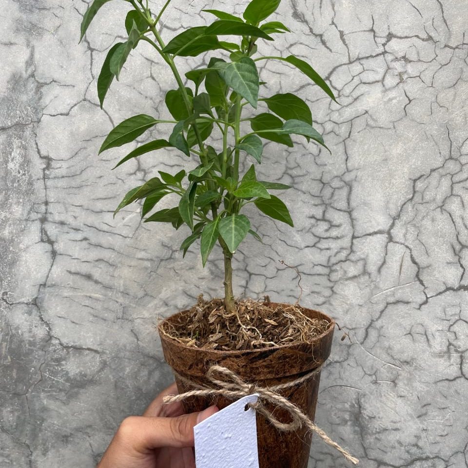 e66fa084-b62d-44d3-864d-612fe8127cfd